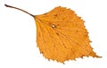 autumn holey yellow leaf of birch tree isolated Royalty Free Stock Photo