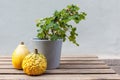 Autumn holiday concept. Bright decorative pumpkins and geranium flower on wooden table