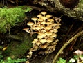 Autumn honey agaric mushrooms