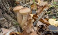 autumn honey fungus, a conditionally edible tasty mushroom Royalty Free Stock Photo