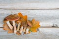 Autumn honey mushrooms Armillaria mellea on a wooden table