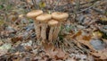 autumn honey mushrooms in a deciduous forest in autumn