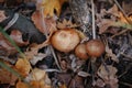 autumn honey mushrooms