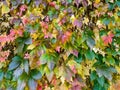 autumn horizontal postcard with leaves