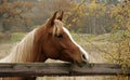 Autumn Horse Royalty Free Stock Photo