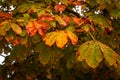 Autumn horse chestnut leaves on tree. close up