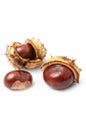Autumn horse chestnuts