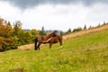Autumn. Horse feeds foal in an alpine meadow