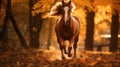 Autumn Horse Running In Forest - Hd Wallpaper Royalty Free Stock Photo