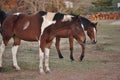 Autumn Horses