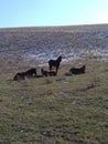 Autumn. Horses. Steppe. Wild Altai.