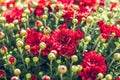 Autumn hrysanthemums, morning burgeoning flowers, color explosion. Royalty Free Stock Photo