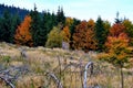 Autumn hunting in the forests of the Beskydy Mountains