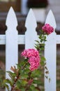 Autumn hydrangea in front of blurred white picket fence - selective focus Royalty Free Stock Photo