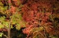 Autumn illuminated maple trees at night Royalty Free Stock Photo