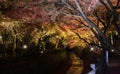 Autumn illumination of Japanese garden with maple trees Royalty Free Stock Photo