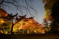 Autumn illumination Royalty Free Stock Photo