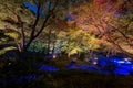 Autumn illumination Royalty Free Stock Photo