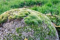 Moss growing on a large stone