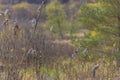 Group of waxwings on the branches.