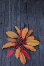 place for text, autumn image with leaves, chestnuts and small red fruits, rustic black wooden background Royalty Free Stock Photo