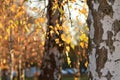 Background, Autumn, Tree, Twigs, Warm Paint, Yellow Leaves, Birch