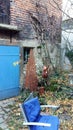 Backyard of brick house with blue door and blue garden chair