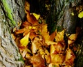 Withered autumn leaves gather in a branch fork 2 Royalty Free Stock Photo