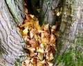 Withered autumn leaves gather in a branch fork 1 Royalty Free Stock Photo