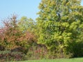 Meadow edge with tree and autumnal bushes