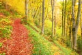 Autumn impressions in fairytale colors from the mountains, remarkable autumn colors in the mountain forest, Royalty Free Stock Photo