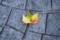 The autumn increasingly closer the leaves on the street Royalty Free Stock Photo