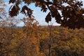 Autumn trees in Indiana Dunes State Park. Royalty Free Stock Photo