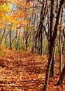 Autumn in an Indiana forest with shadows and fallen leaves across a path