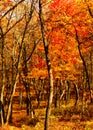 Autumn in an Indiana forest with swamp in background