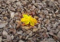 Autumn individuality Royalty Free Stock Photo