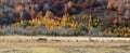 Autumn in Inner Mongolia Grassland Royalty Free Stock Photo