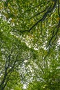 Beautiful tree canopy in Fore Wood Nature Reserve, Crowhurst, East Sussex, England