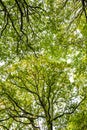 Beautiful tree canopy in Fore Wood Nature Reserve, Crowhurst, East Sussex, England