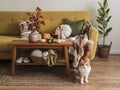 Autumn interior living room - yellow sofa with pillows and blankets, wooden oak bench with autumn flowers, pumpkins and adorable Royalty Free Stock Photo