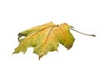 Autumn. Isolated maple leaf Royalty Free Stock Photo