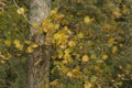 The autumn, its trees with sheets leaves of colors. Beauty of the nature. Royalty Free Stock Photo