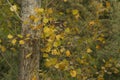 Autumn sheets yellow - Front view Royalty Free Stock Photo