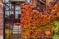 Autumn Ivy on brick wall Royalty Free Stock Photo