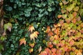 autumn ivy leaves Royalty Free Stock Photo