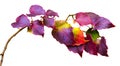autumn ivy leaves. multicolored leaves on white wall Royalty Free Stock Photo