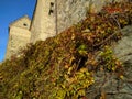 Autumn ivy leaves on the wall of the large castle. Royalty Free Stock Photo