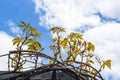 Autumn Ivy Vine produces new leaves in Spring seen against sky 5 Royalty Free Stock Photo