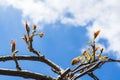 Autumn Ivy Vine produces new leaves in Spring seen against sky 3 Royalty Free Stock Photo