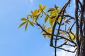 Autumn Ivy Vine produces new leaves in Spring seen against sky 4 Royalty Free Stock Photo